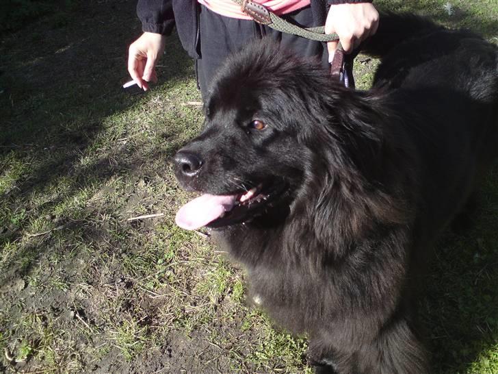 Newfoundlænder Freja billede 3