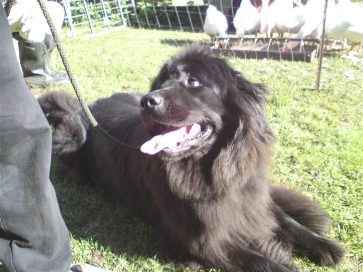 Newfoundlænder Freja billede 4