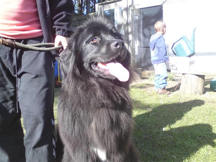 Newfoundlænder Freja billede 5