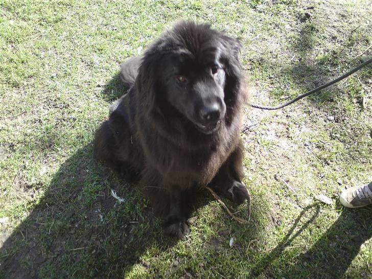 Newfoundlænder Freja billede 6