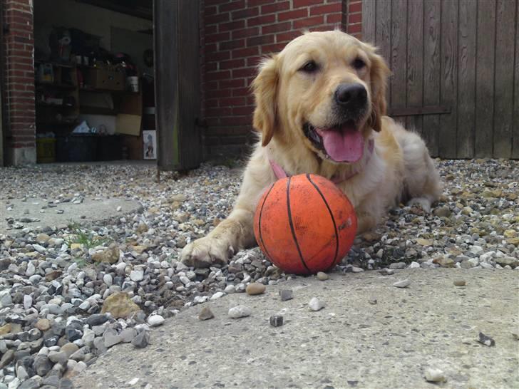 Golden retriever One'aby  billede 12
