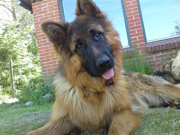 Schæferhund Dexter nyt hjem billede 16