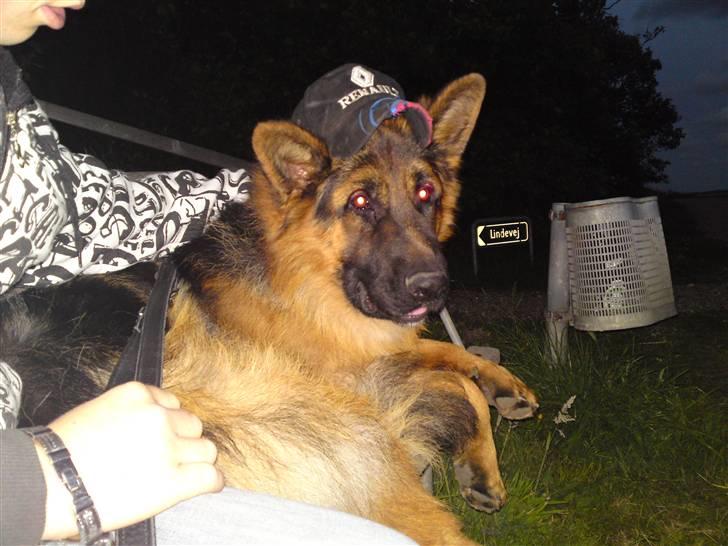 Schæferhund Dexter nyt hjem billede 17