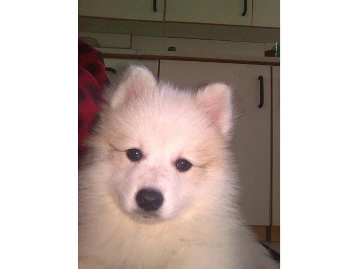 {{currentPhoto.altText}} billede {{currentPhoto.number}}