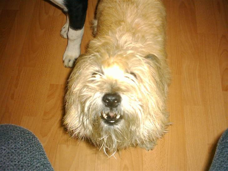 {{currentPhoto.altText}} billede {{currentPhoto.number}}