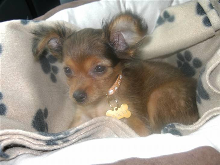 Russisk toy terrier CoCo billede 1