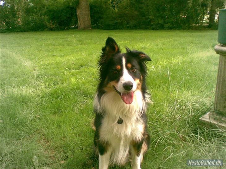 Border collie Solfari's Liam billede 1