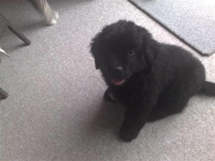 {{currentPhoto.altText}} billede {{currentPhoto.number}}