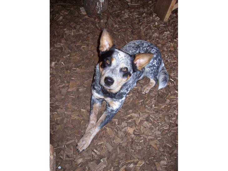 Australsk cattledog Amy  billede 1