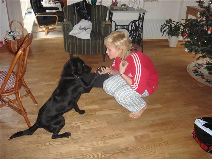 Labrador retriever Tess - en julemorgen :D billede 1