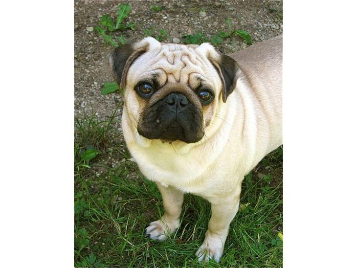 Mops Moses billede 1