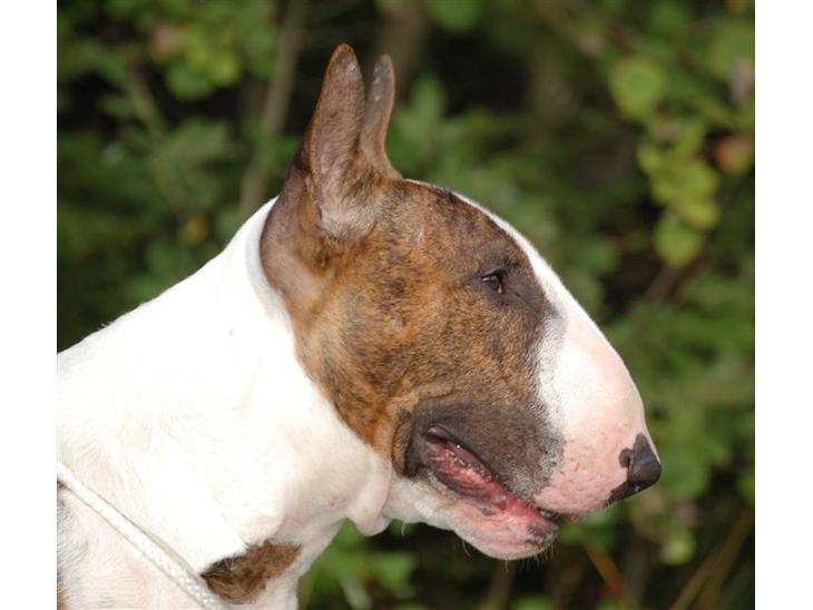 Bullterrier Anzesa Ineffable Isaac - Igor profil billede 1