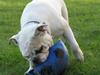 Engelsk bulldog Molly *givet væk*