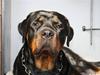 Rottweiler Freja
