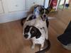Dansk svensk gaardhund Bandit