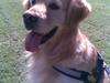 Golden retriever Figo