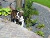 Amerikansk bulldog HardRok'Bull's Bonita RIP