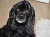 Amerikansk cocker spaniel Truly Yours Barbie