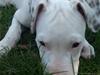 Amerikansk staffordshire terrier Cody
