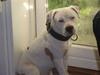 Amerikansk staffordshire terrier kejser