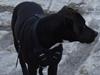 Amerikansk staffordshire terrier Bella