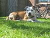 Amerikansk staffordshire terrier Boss