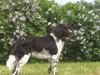 Kleiner münsterländer Wilma