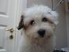 Coton de tulear Pablo