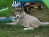 Alaskan malamute Shadi [Tidl. hund]