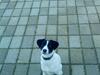Jack russell terrier Rufus