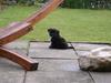 Xoloitzcuintle Con Pelo - Xolo Falke [ Himmelhund]
