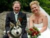Alaskan malamute Leika