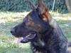 Schæferhund Nimbus *RIP*
