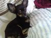 Chihuahua Milo