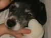 Dansk svensk gaardhund Luna (R.I.P) :'C Savnet!