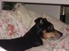 Dansk svensk gaardhund Tessa (Solgt) SAVNET! )':