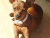 Dvaergpinscher molly
