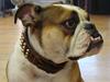 Engelsk bulldog basse aka brum-bassen