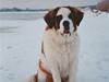Sankt bernhardshund Samson * MIN MORS* [Tidl. hund]