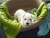 West highland white terrier max
