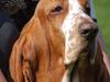 Basset hound Cocio