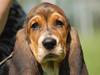 Basset hound Frieda