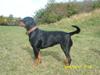 Rottweiler Iben Rottweiler Iben