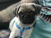 Mops Puggy