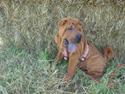 Shar pei Betty