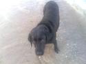 Labrador retriever Sally