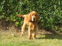 Cocker spaniel Walder RIP