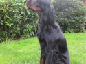 Gordon setter Højtoftegaards Q Sadie
