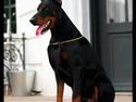 Dobermann ~ Hector (Troy del Nasi)