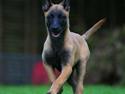 Malinois Hiro
